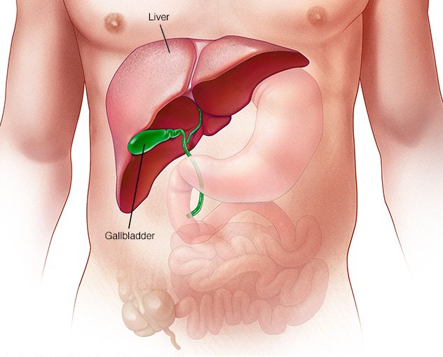 Liver Transplant in India 